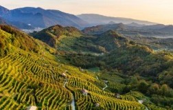 SITO UNESCO COLLINE DEL PROSECCO: IL FUTURO AD UN ANNO DAL RICONOSCIMENTO