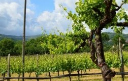 Particella 928, il Fiano di Cantina del Barone