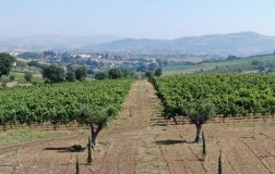 Passo delle Tortore cantina vini Campania Irpinia vigneti