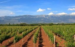 Pecorino, non formaggio ma vino
