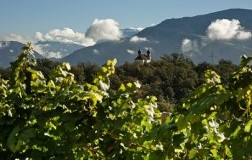 Plattenriegl: evviva il Pinot Bianco di Girlan