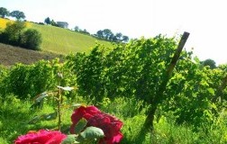 Podere Sabbioni