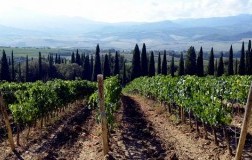 Podere giodo Montalcino vigneti