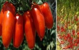 Pomodoro Sammarzano Coltivazione