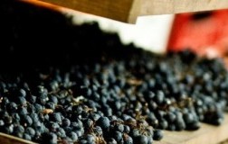 Profilo vitivinicolo dell'Amarone 2013