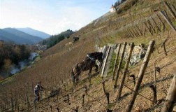 Quando il Riesling è gastronomico