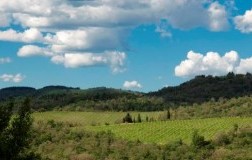 querciabella chianti classico vigna panorama