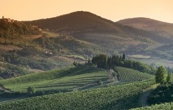 Radda in Chianti Vigneti