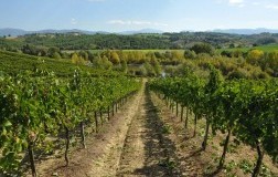 Radiografia del trebbiano spoletino