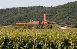 Rocca di Frassinello Vigneti 