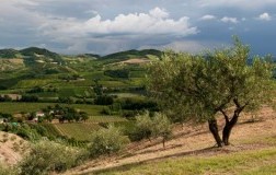 Romagna Vigneti