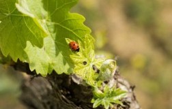 Sostenibilità Vino  