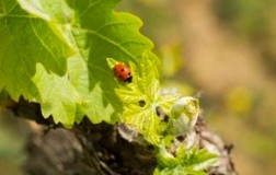 Sostenibilità Vino  