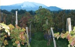 Salvo Foti, l'Etna Rosso Vinupetra e I Vigneri
