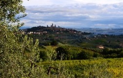 San Gimignano vigneto Il Colombaio di Santa Chiara