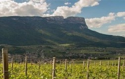 san michele appiano pinot bianco sanct valentin vigneti