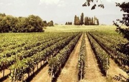 san michele vini vigneti capriano del colle monte netto