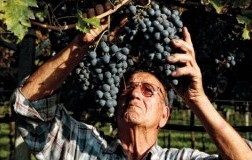 secondo marco Valpolicella Ripasso Classico Superiore potatura vigneti