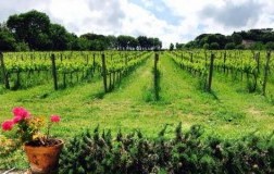 Selvagrossa vigneti Marche