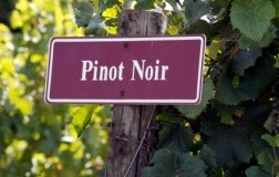 Si fa presto a dire Pinot nero