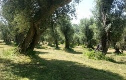 sorelle garzo dolciterre ottobratico olio frantoio calabria ulivi