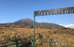 Sorrentino Vigneti Vesuvio