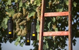 Tabarrini e il trebbiano spoletino