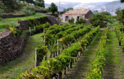 Tasca + Etna al contrario = Tascante