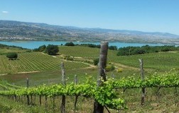 tenuta marino cantina vini basilicata primitivo vigneti