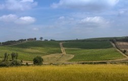 Tenuta Trerose a Montepulciano ospita Enovitis in Campo 2019