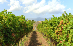 Tenuta Vajasindi Duca di Salaparuta Etna Sicilia