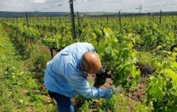 Tenuta Viglione lavori in vigna Puglia