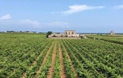 tenute rubino salento