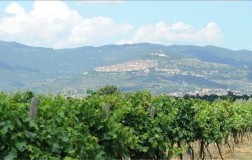 Tenuta Montecchiesi Cortona