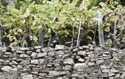 terenzuola muri a secco vigne cantina vini toscana merla della miniera canaiolo