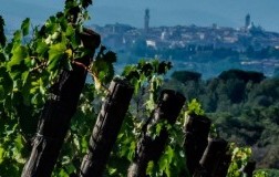 Terre di Seta - Siena