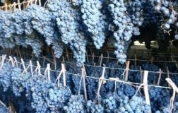 Terremoto Marche: il vino tiene