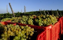 Il prezzo del vino sfuso