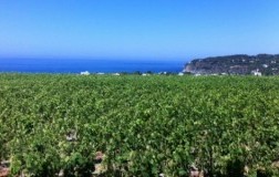 La Pietra di Tommasone cantina vini Ischia