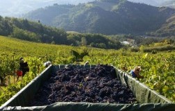 Tre Rocche Nicolucci, Sangiovese di Romagna