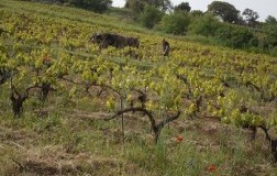 Tziu Simone, l'Old Rosé di Francesco Cadinu