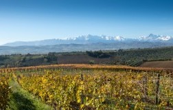 Umani Ronchi Colli Aprutini Marche panorama vigneti