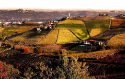 Un Nebbiolo didattico