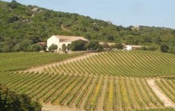 Un fresco vermentino