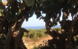 Vino a Ustica? Hibiscus