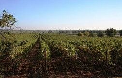 Vigna Pedale, un’altra idea di Puglia in rosso (2)