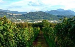 La piccola vigna: Ventitréfilari