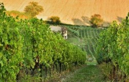 vigna degli estensi cantina vini marche vigneti
