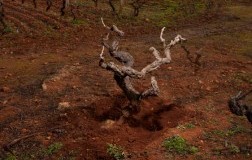 Vigne per i carcerati di Taranto
