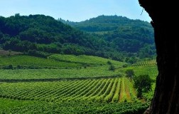 Vigneti Colli Berici